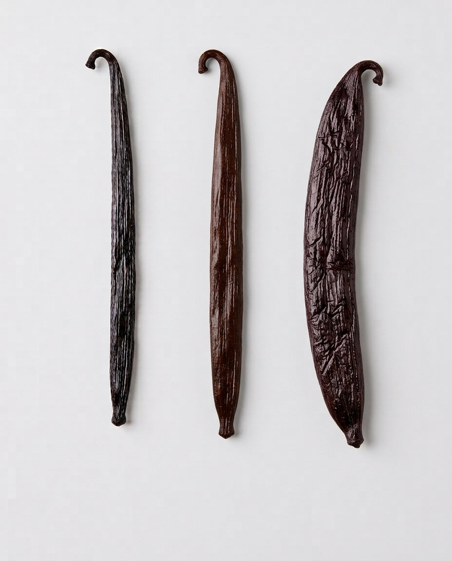 Les trois variétés de vanille côte à côte : vanille de Madagascar (planifolia), vanille de Tahiti (tahitensis) et vanille pompona. Image d'illustration