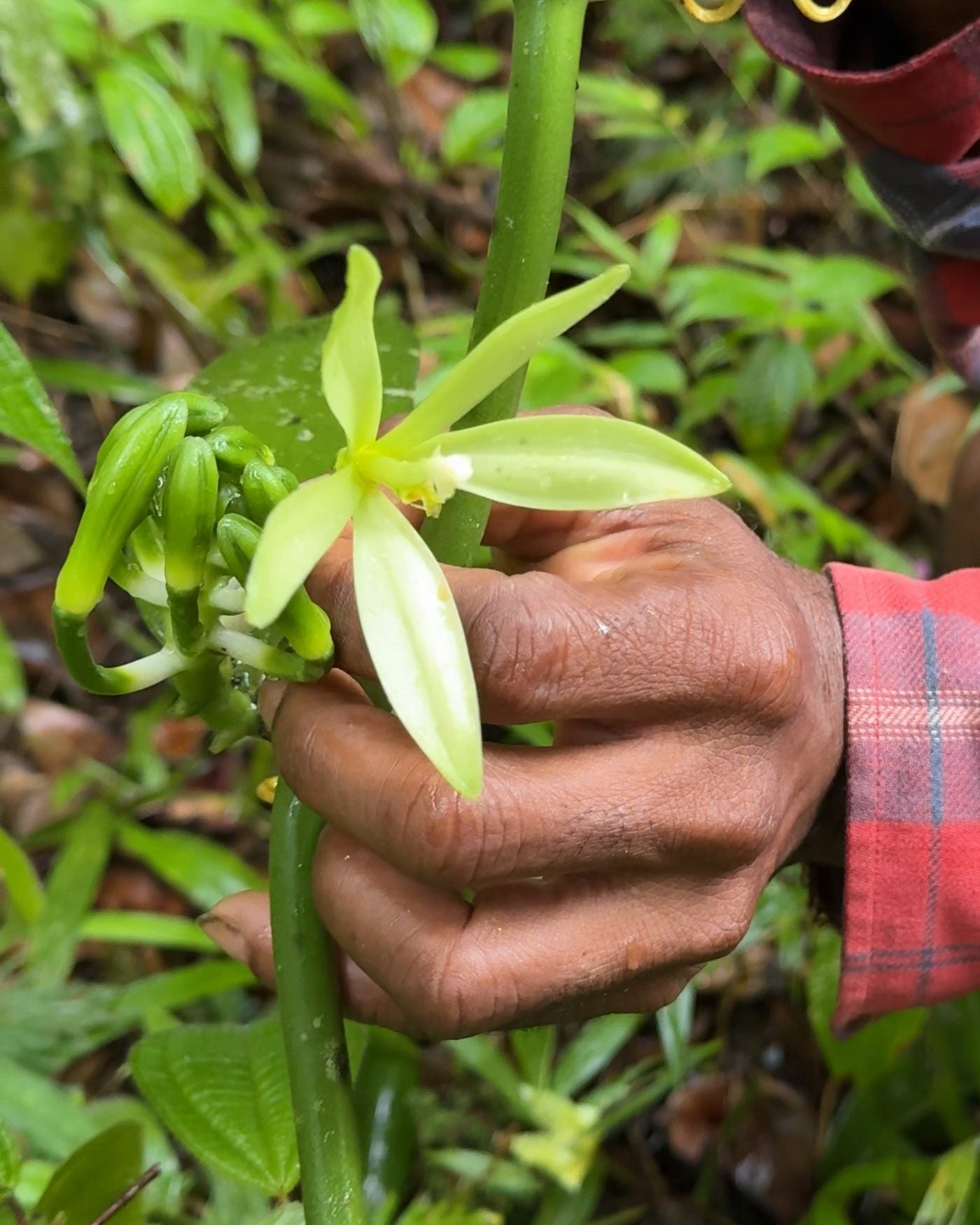 Fleur de vanille ouverte, tenue par le planteur sur la liane, le matin de sa pollinisation