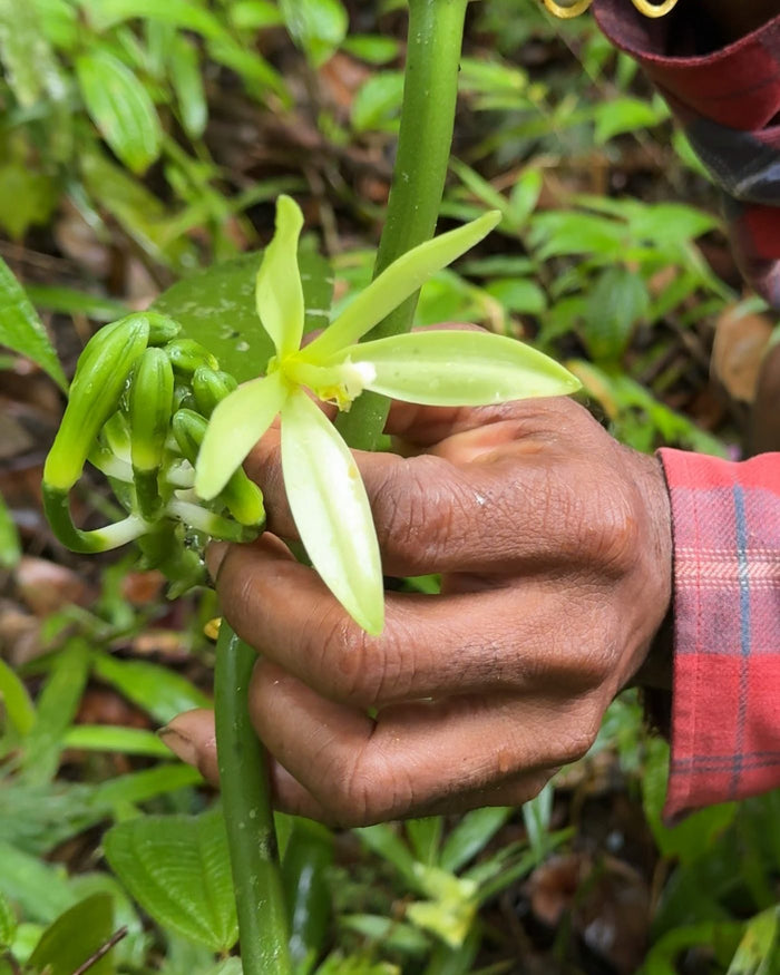 Fleur de vanille ouverte, tenue par le planteur sur la liane, le matin de sa pollinisation
