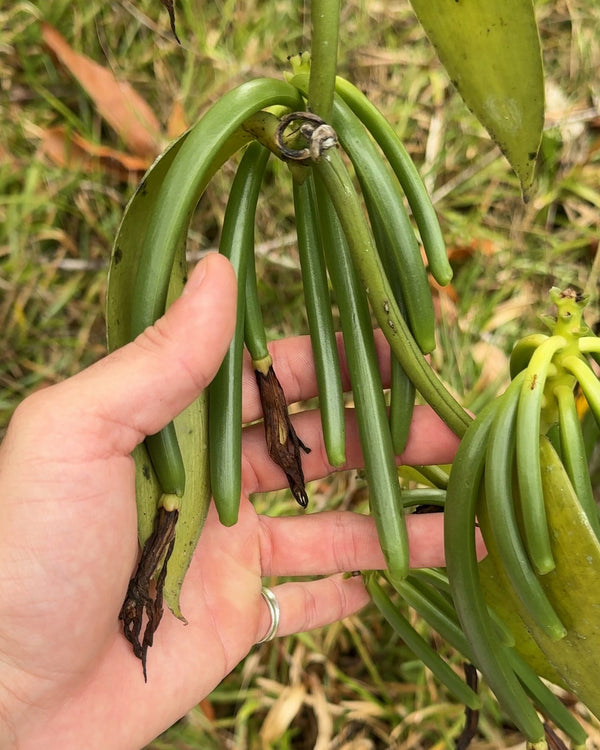 Grappe de gousses de vanille vertes sur la liane, tenue dans la main