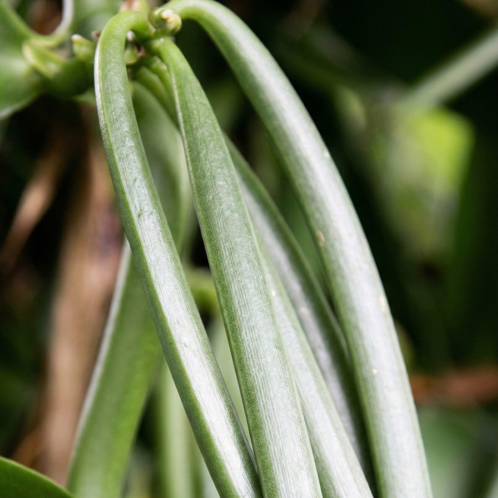 Gousses de vanille verte sur pied en cours de maturation sur la liane avant récolte à Madagascar