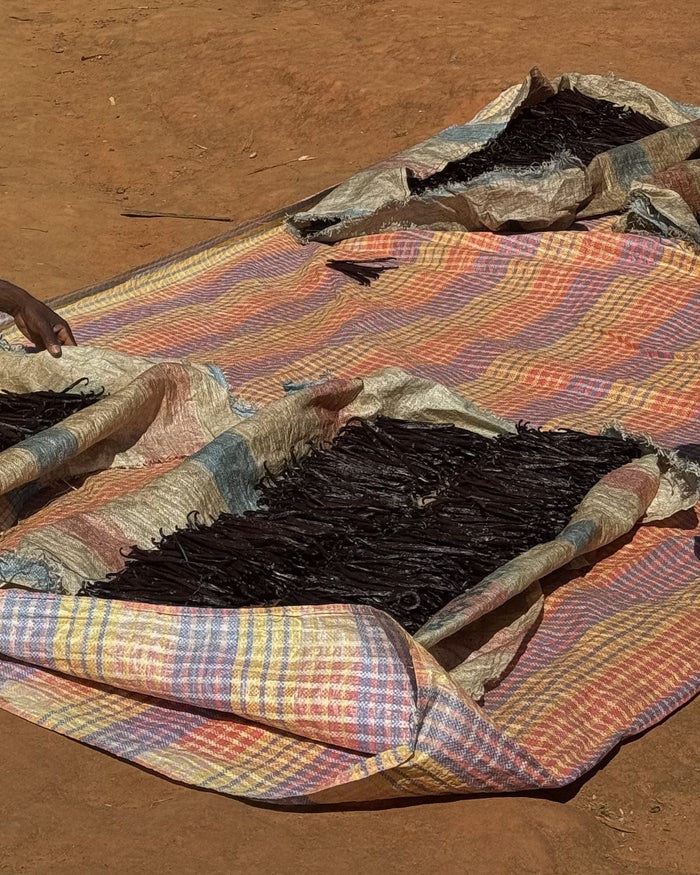 Gousses de vanille qui sèchent au soleil sur une bâche