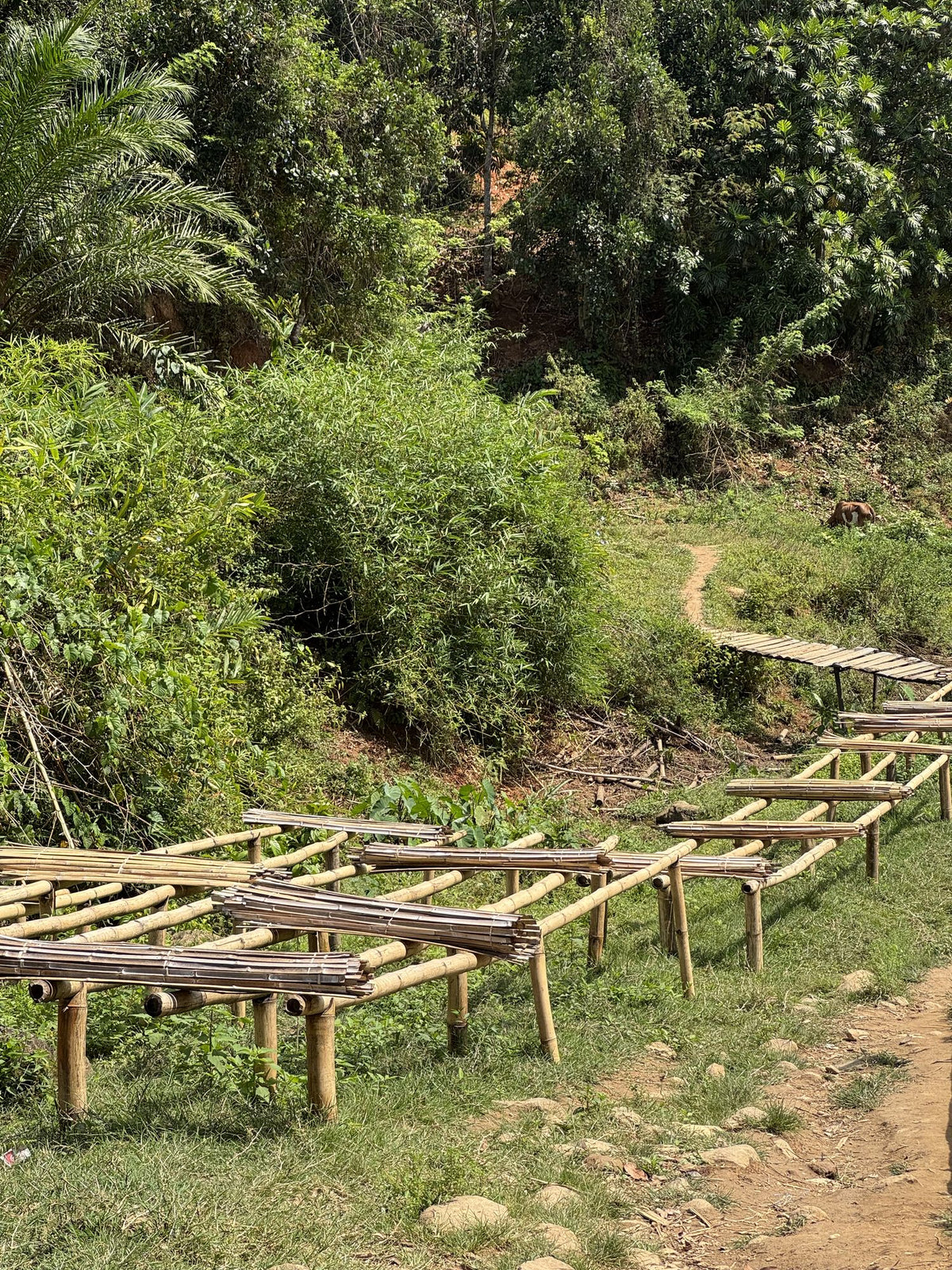 Tables de séchage de la vanille en bambou, à flanc de colline, région SAVA